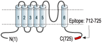 immunogen