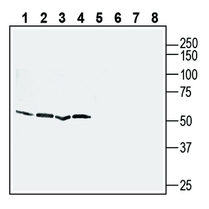 Western blot analysis of human THP-1 acute monocytic leukemia (lanes 1 and 5), Burkitt's lymphoma (Raji) (lanes 2 and 6), human HL-60 promyelocytic leukemia (lanes 3 and 7) and human Jurkat T cells (lanes 4 and 8) cell lysates: