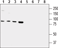 Western blot analysis of human HMC3 microglial (lanes 1 and 5), Jurkat T-cell leukemia (lanes 2 and 6), HepG2 liver hepatoma (lanes 3 and 7) and chronic myelogenous K562 leukemia (lanes 4 and 8) cell lysates: