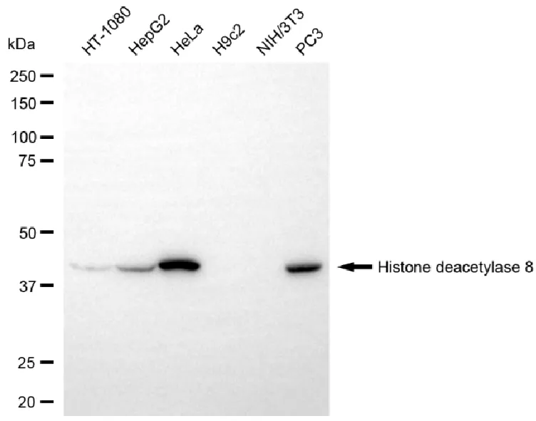 KVAb01563
