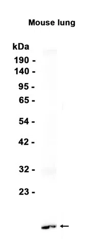 AMRe86609