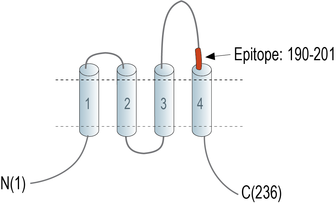 immunogen