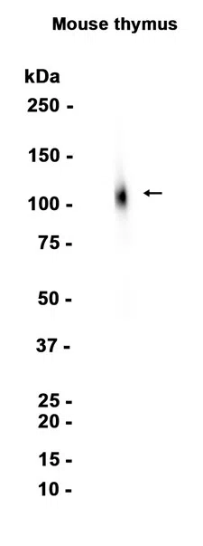 AMRe86902