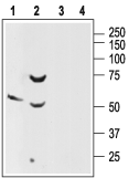 Western blot analysis of rat brain (lanes 1 and 3) and pancreas (lanes 2 and 4) lysates: