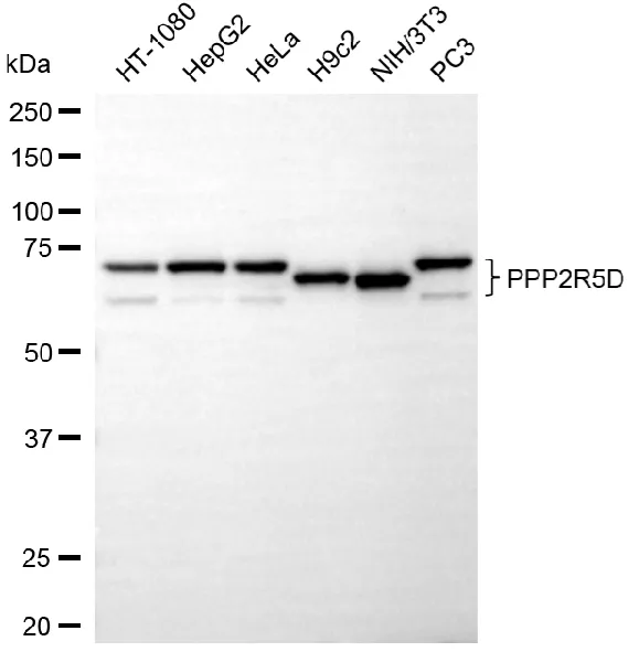 KVAb01321