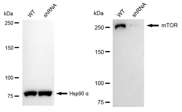 KVAb01011