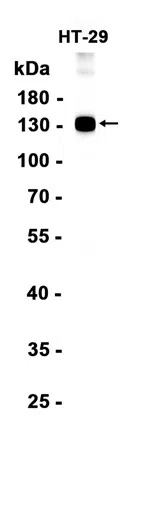 AMRe86843