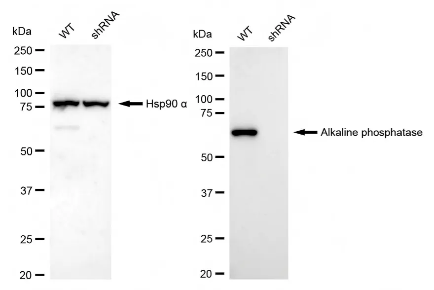 KVAb01560