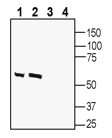 Western blot analysis of human SH-SY5Y neuroblastoma cell line lysate (lanes 1 and 3) and human U-87 MG glioblastoma cell line lysate (lanes 2 and 4):
