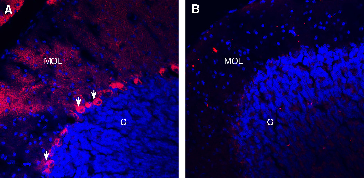 Expression of TrkB in mouse cerebellum
