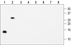 Western blot analysis with Anti-BDNF Antibody: