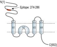 immunogen