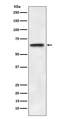 AMRe84261