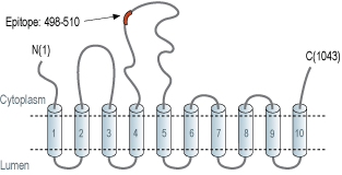 immunogen