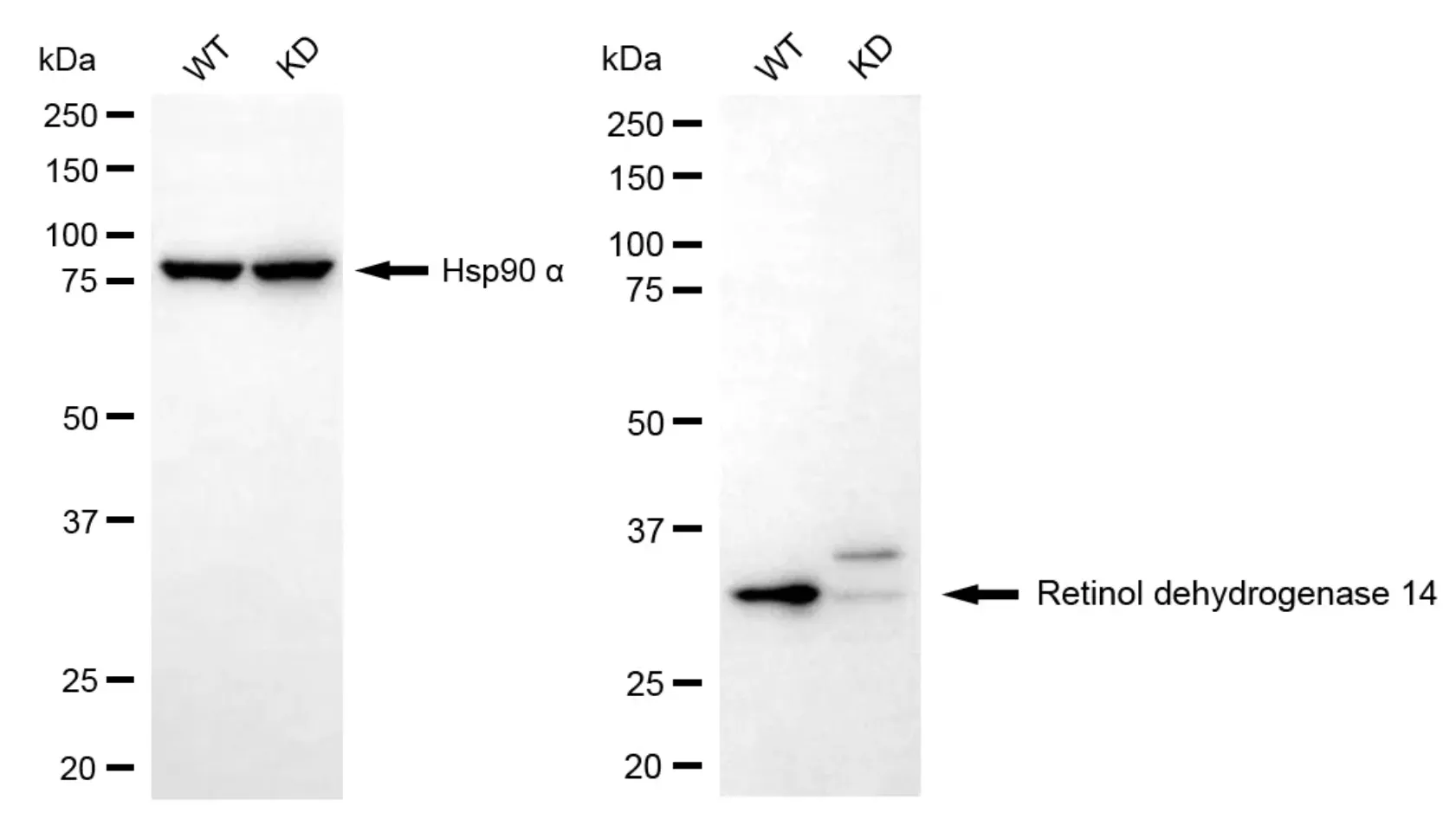 KVAb00436