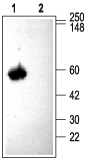 Western blot analysis of rat brain membranes: