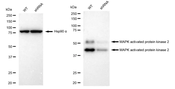 KVAb01508