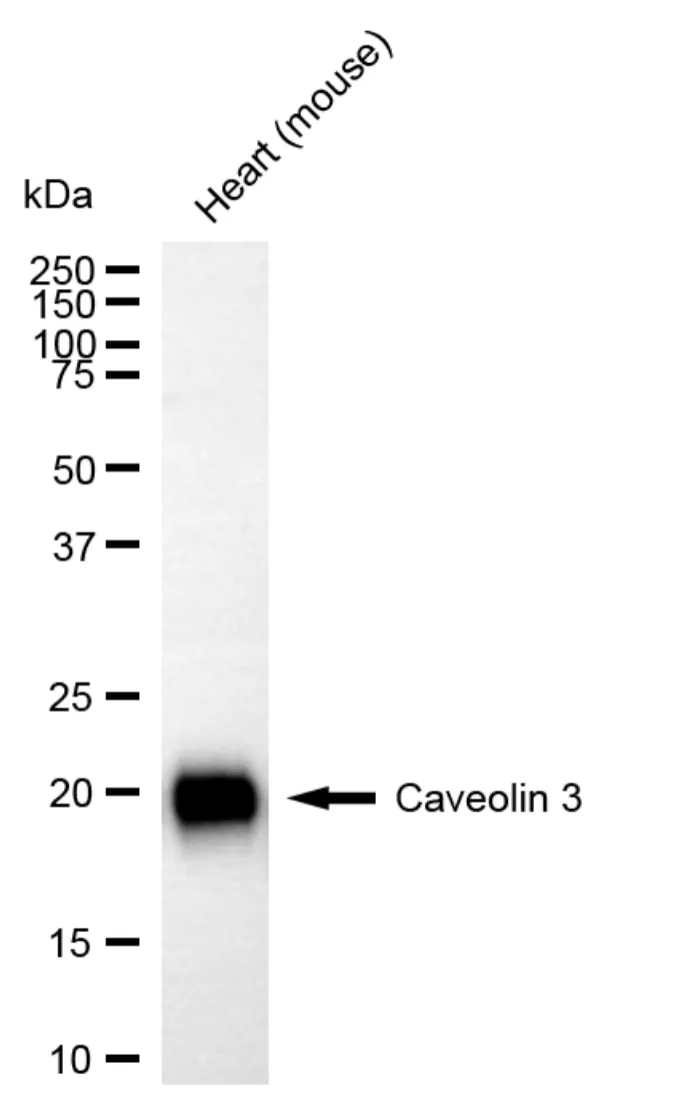 KVAb01555