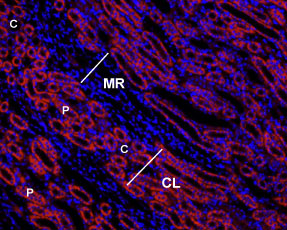 Expression of AGTR1 in rat kidney