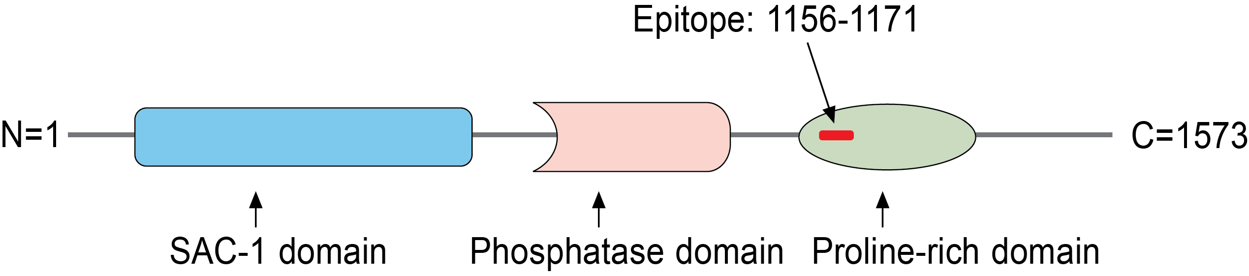immunogen