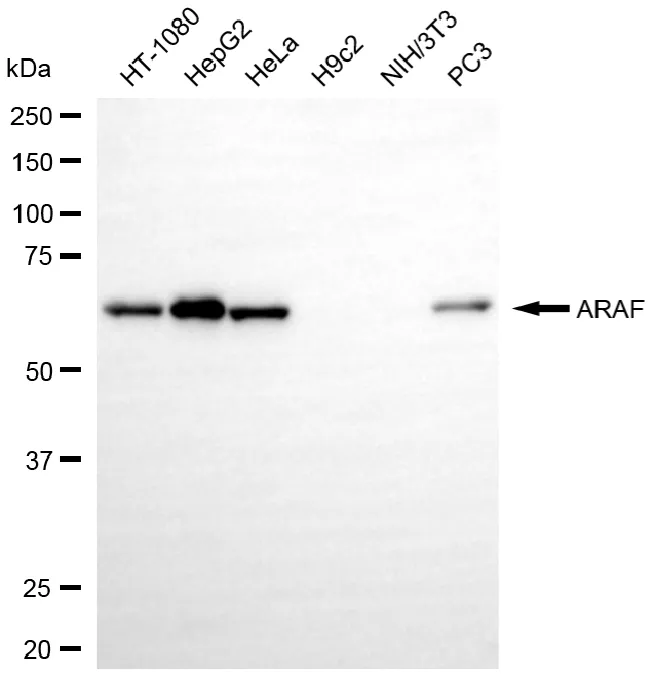 KVAb01733