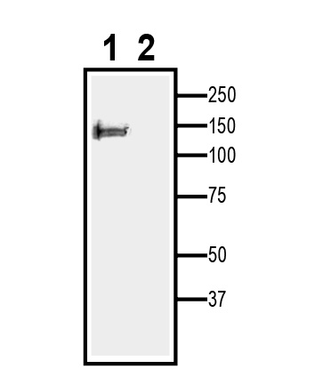 Western blot analysis of rat brain membranes (lanes 1 and 2):