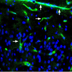Expression of Syntrophin alpha 1 in mouse neocortex