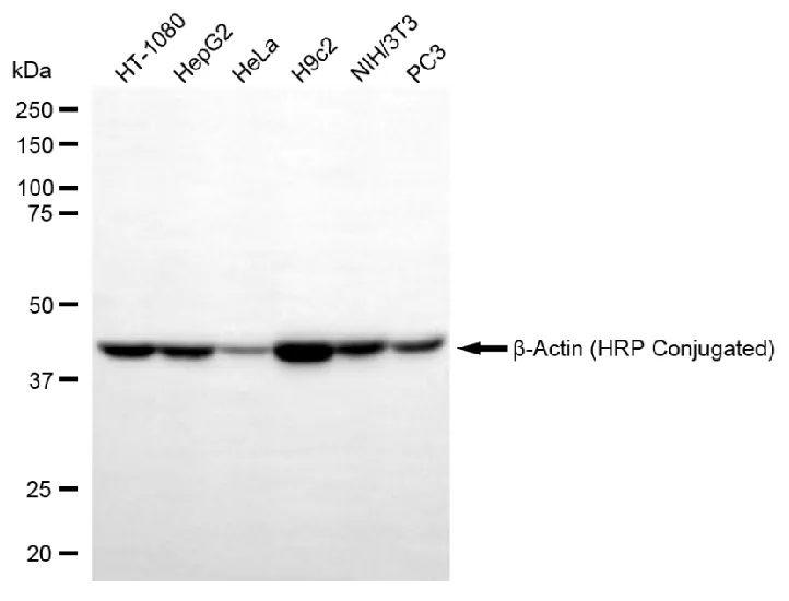 KVAb01888