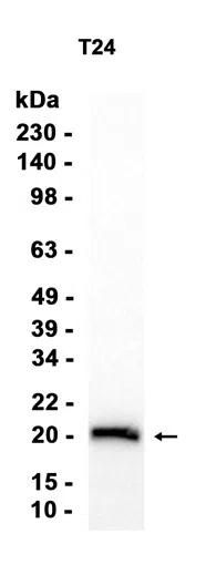 AMRe86958