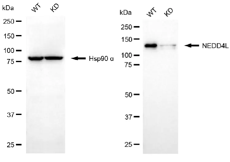 KVAb01416
