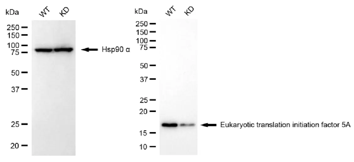KVAb01423