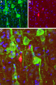 Expression of DRD1 in rat cortex