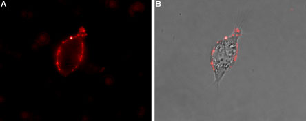 Expression of Na V 1.7 in rat PC12 cells