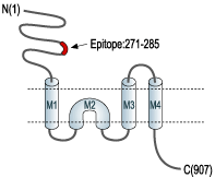immunogen
