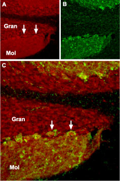 Expression of TRPC1 in mouse cerebellum