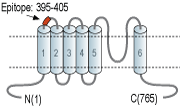 immunogen