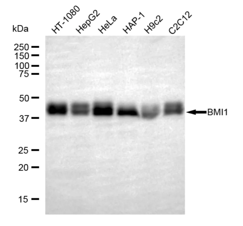 KVAb01080