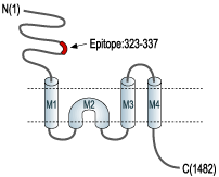immunogen