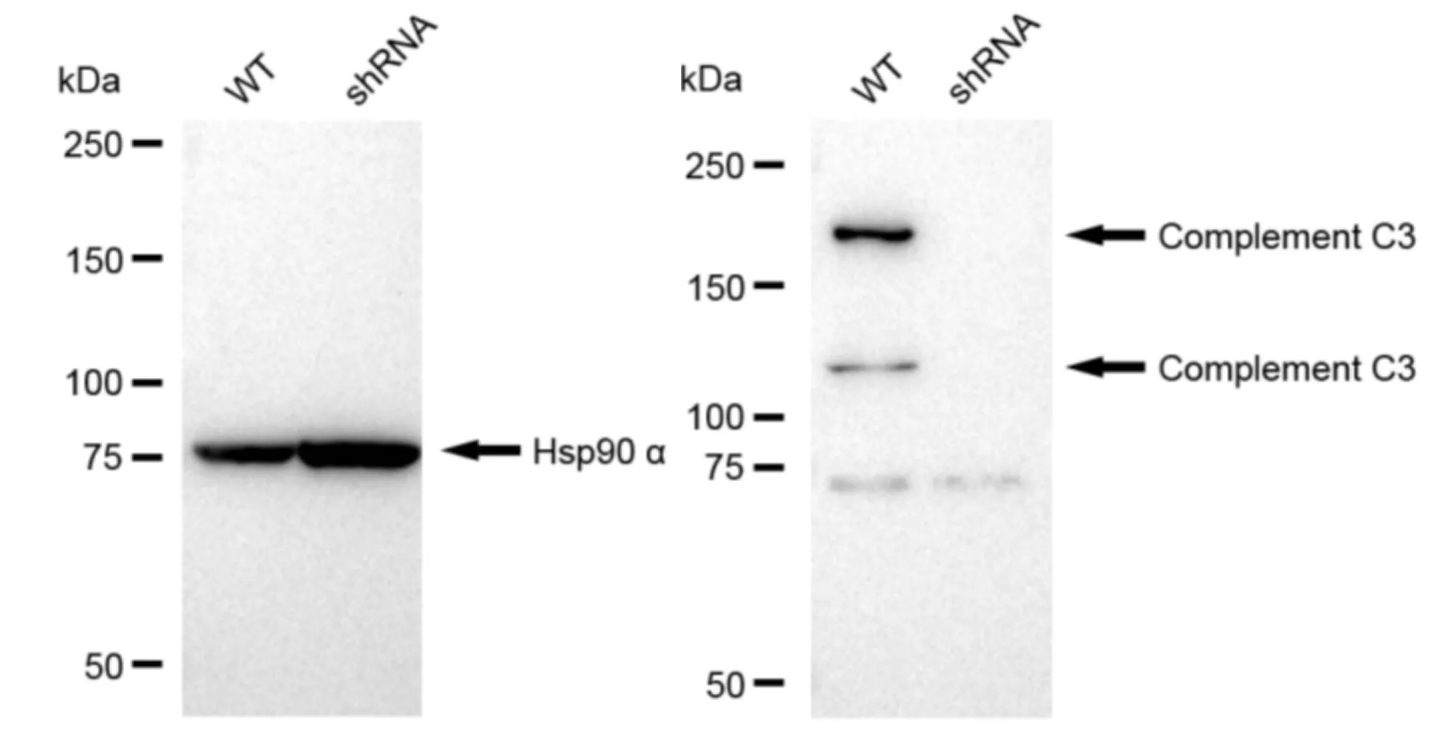 KVAb01674
