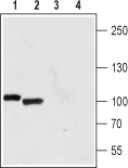 Western blot analysis of rat kidney membrane proteins (lanes 1 and 3) and mouse kidney lysate (lanes 2 and 4):