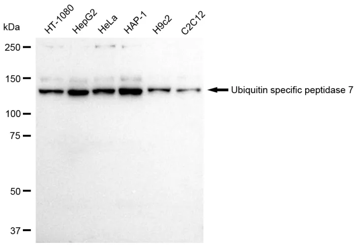 KVAb01734