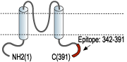 immunogen