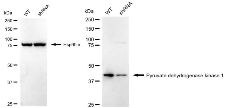 KVAb00941