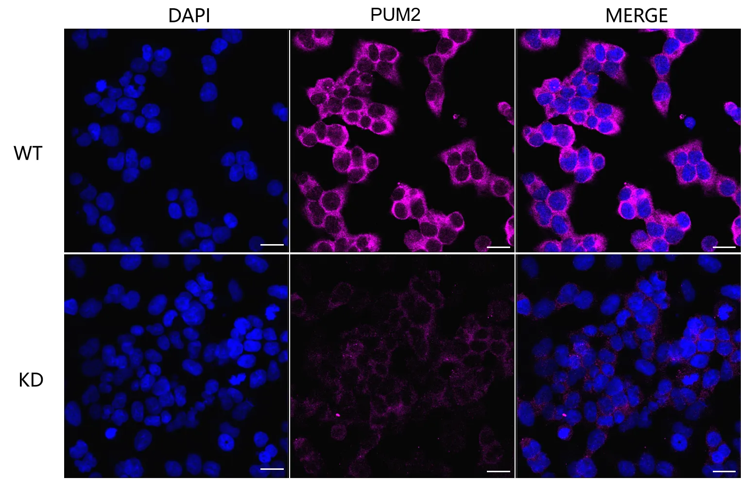 KVAb00934