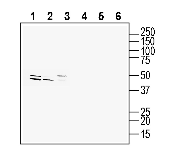 Western blot analysis of rat brain membranes (lanes 1 and 4), mouse brain membranes (lanes 2 and 5) and mouse spleen membranes (lanes 3 and 6):