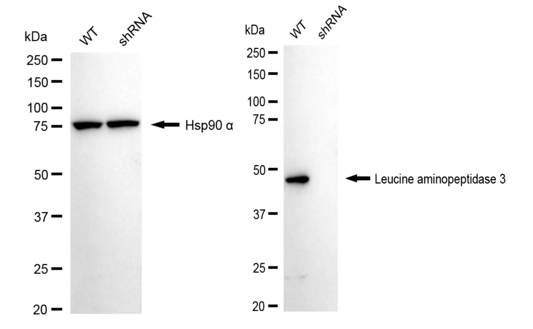 KVAb01797