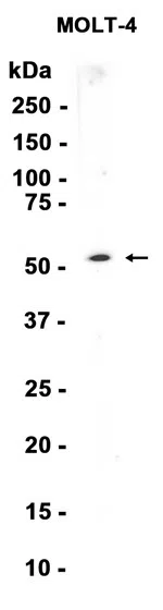 AMRe86205