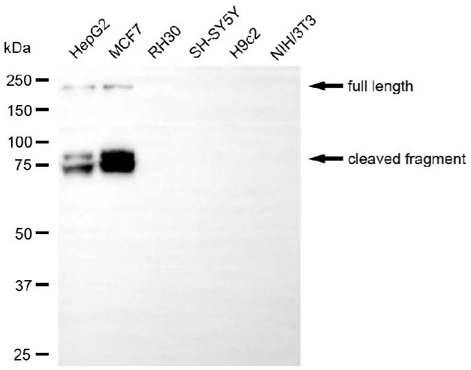 KVAb01701