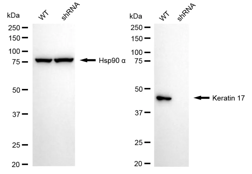 KVAb01031