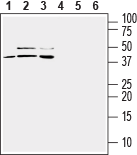Western blot analysis of mouse BV-2 microglia (lanes 1 and 4), human U-87 MG glioblastoma (lanes 2 and 5) and human THP-1 monocytic leukemia (lanes 3 and 6) cell line lysates :
